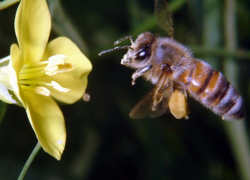 Farfalle in volo e vecchi Coprinus